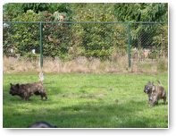Bijna niet te fotograferen die twee, dat huppelt maar door.
