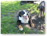 Cujo lacht hem uit...hahaha, vroeg naar bed, het is vakantie, hoor!!