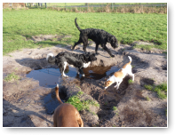 Utopia voor honden. Biko, Fabe en Bikkels.