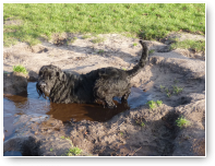 "Mijn baasjes zeiden me schoon terug te komen, dus ik neem een bad"