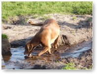 Sam heeft de dag van zijn leven. Mooi weer, klein roedeltje, water in overvloed.