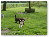 Beagle Jip waagt ook een poging. In de verte zie je Sera rondjes rennen met zichzelf.