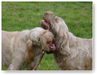 Lief, he?!