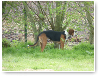 Lilli is 'wild' op het spoor. Helaas achter het hek :-)