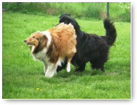Newfoundlander Pepper en Schotse Collie Collin hebben elkaar helemaal gevonden.