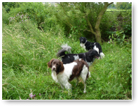 Lucy, Froske en Kayo