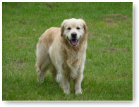 Dit is Beer, een knuffelbeer.