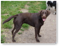 De enige foto die ik heb van Lucky. Beetje vaag, maar hij is te herkennen. Het gaat heel goed met hem.