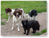Geduldig wachtend Lucy, Qyra, Smokey en Fifi