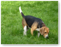 Neus aan de grond, staart in de lucht...zo hoort het als Beagle