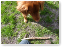 Voor wie de Tolling Retriever kent is dit een bekend plaatje.