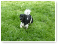 Wat is het gras hoog, he..Siep?