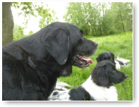 Marley is niet meer de jongste maar hij is overal bij...wil niets missen.
