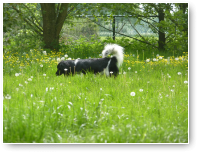 Siep on his way
