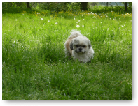 Bruno is klein, stoer en heel lief