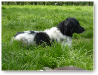Rinske is een voorzichtig hondje maar weet zich toch prima te redden.