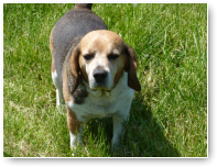 My name is Guus...Guus Beagle!