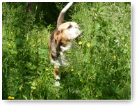 Guus is zo gek op de zomer en de bloemetjes :-)