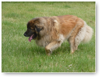 Daar gaat de Tank van het gezelschap. Leonberger Tommie.