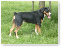 Nog eentje van formaat. Gino de Zwitserse Sennenhond.