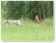 Viszla Nandor en Weimaraner Xavi zijn vaak bij elkaar in de buurt te vinden.