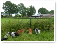 Ze zijn op dubbeldate. Tollers Deejay en Kyra en Stabij's Tjibbe en Teuntje.