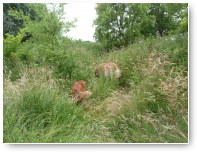 Kom, we gaan de natuur in. Tommie voorop, hij moet het pad vrijmaken.