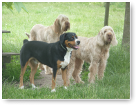 Gino wil er ook wel op, samen met Oscar en Fien